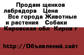 Продам щенков лабрадора › Цена ­ 20 000 - Все города Животные и растения » Собаки   . Кировская обл.,Киров г.